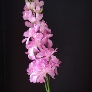 Delphinium tak beauty