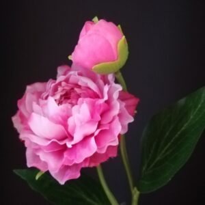Paeony tak beauty