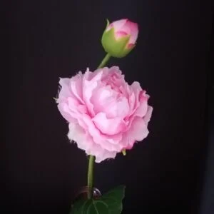 Paeony tak roze